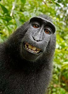 monkey selfie and ai.jpg
