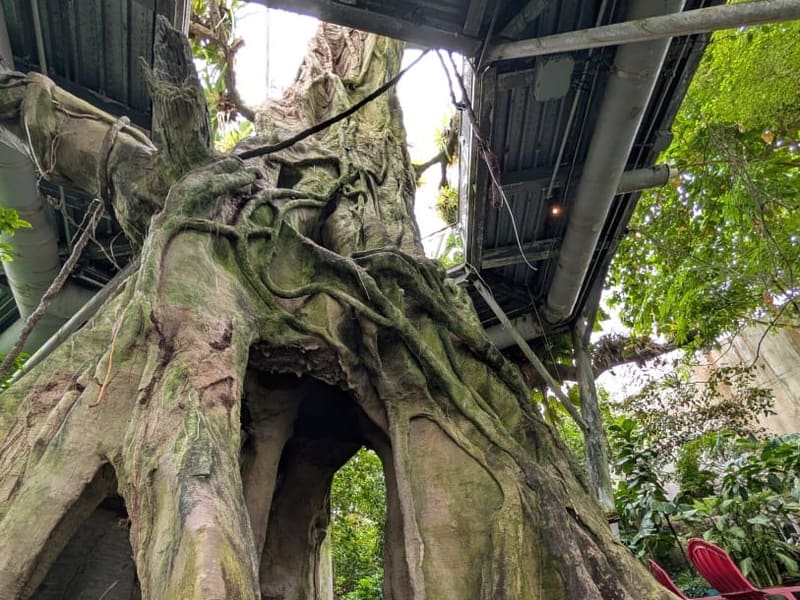 A sculpted artificial tree forming an archway over a path in a conservatory