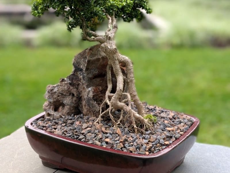 A bonsai tree in a glazed red pot on a stone slab in the garden