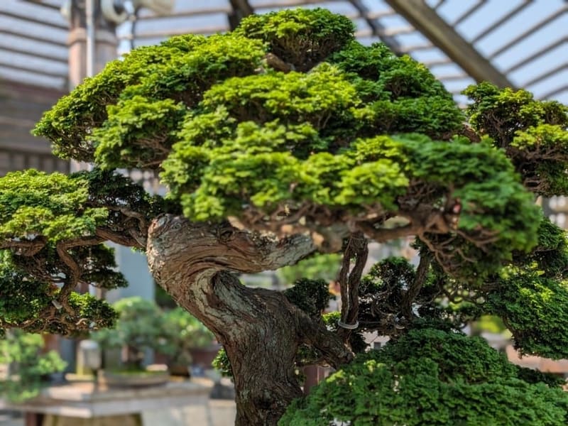 An ancient hinoki cypress bonsai in the Arnold Arboretum's collection