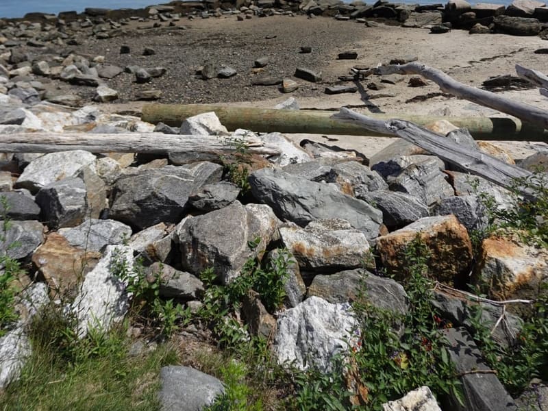 A rocky Maine shoreline with driftwood and a calm bay beyond