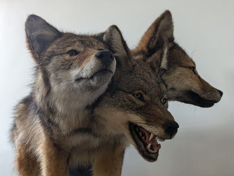 Three taxidermy coyote heads mounted side by side at the Cryptozoology Museum