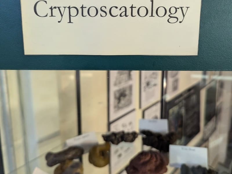 A museum case labeled 'No Foolin' Cryptoscatology' displaying animal scat specimens