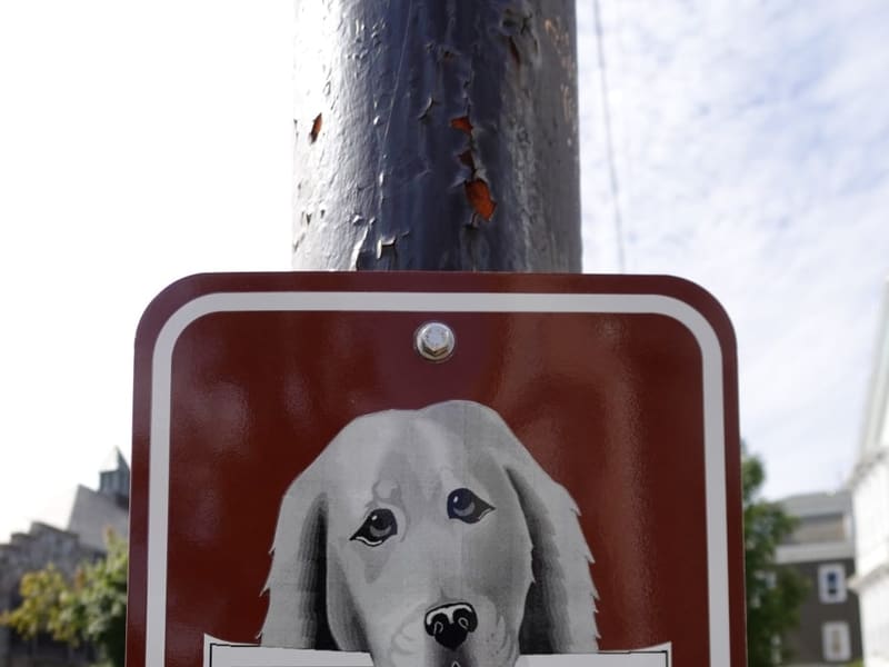 A 'Clean Up After Your Dog, 8-foot leash required' sign with a painted retriever