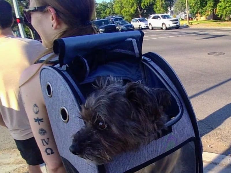 A small dog riding along in a mesh pet backpack carrier on a New Orleans sidewalk